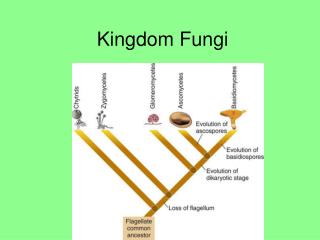 Kingdom Fungi