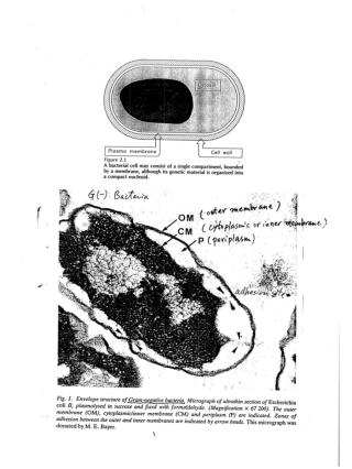 fdc7ff_20120111基因與蛋白質技術學-IV-3