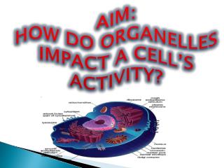 AIM: HOW DO ORGANELLES IMPACT A CELL’S ACTIVITY?