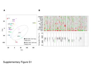 MSI CRC Cell lines