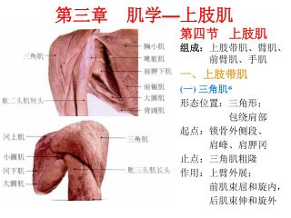 第三章 肌学 — 上肢肌