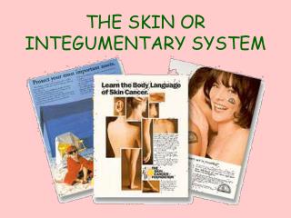 THE SKIN OR INTEGUMENTARY SYSTEM