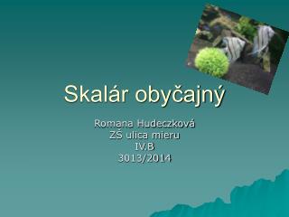 Skalár obyčajný