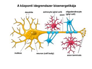A központi idegrendszer bioenergetikája