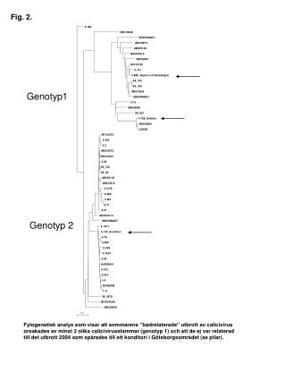 Genotyp1