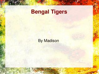 Bengal Tigers