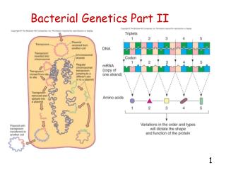 Bacterial Genetics Part II