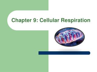 Chapter 9: Cellular Respiration