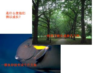 一粒种子能长成参天大树，