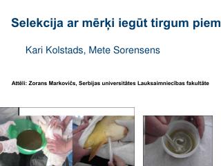 Selekcija ar mērķi iegūt tirgum piemērotu produkciju Kari Kolstads, Mete Sorensens