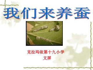 我们来养蚕