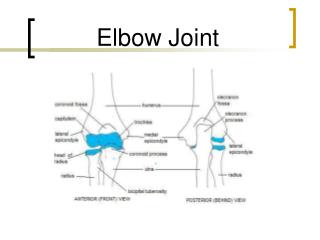 PPT - Elbow Joint PowerPoint Presentation, free download - ID:645385