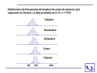 Distribución de hembras maduras de camarón azul por profundidad en Sinaloa