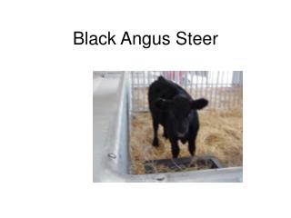 Black Angus Steer