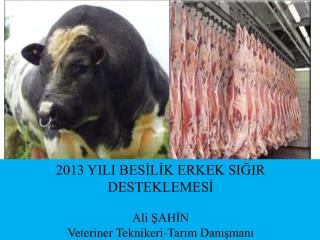 2013 YILI BESİLİK ERKEK SIĞIR DESTEKLEMESİ Ali ŞAHİN Veteriner Teknikeri-Tarım Danışmanı