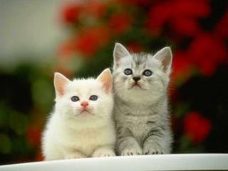 猫 郑振铎