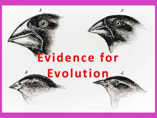 Evidence for Evolution