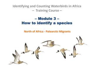 – Module 3 – How to identify a species North of Africa - Palearctic Migrants