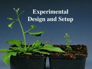 Experimental Design and Setup