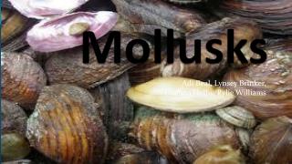 Mollusks