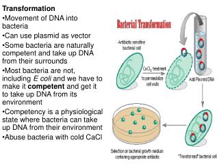 Transformation Movement of DNA into bacteria Can use plasmid as vector