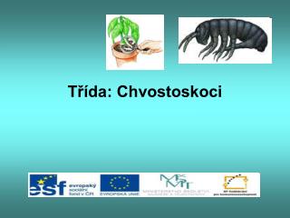 Třída: Chvostoskoci