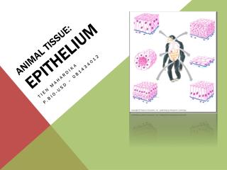 Animal Tissue: epithelium