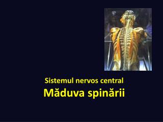 Sistemul nervos central M ăduva spinării