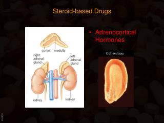 Steroid-based Drugs