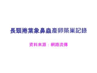 長頸捲葉象鼻蟲產卵築巢記錄