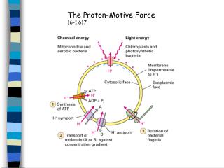 how proton motive force drives etc