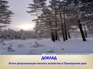 Итоги реорганизации лесного хозяйства в Приморском крае