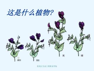 这是什么植物 ?