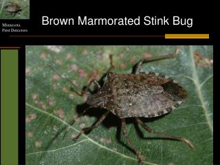 Brown Marmorated Stink Bug