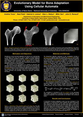 Evolutionary Model for Bone Adaptation Using Cellular Automata