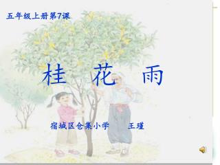桂 花 雨