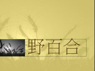 野百合