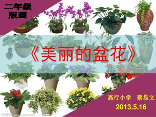 《 美丽的盆花 》