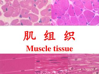 肌 组 织