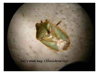 Say’s stink bug- Chlorochroa sayi