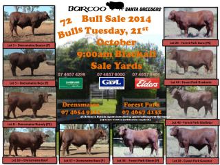 Lot 57 – Drensmaine Baas (P)