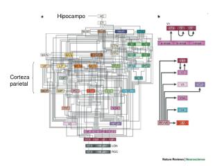 Hipocampo