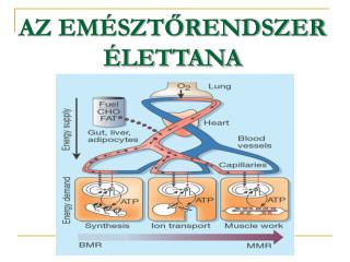 AZ EMÉSZTŐRENDSZER ÉLETTANA