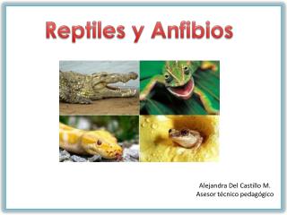 Reptiles y Anfibios