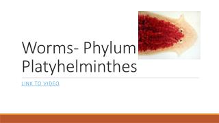 Worms- Phylum Platyhelminthes