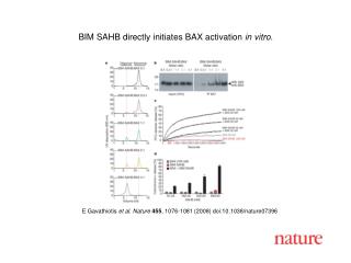 E Gavathiotis et al. Nature 455 , 1076-1081 (2008) doi:10.1038/nature07396