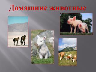 Домашние животные