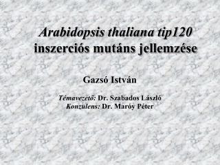 Arabidopsis thaliana tip120 inszerciós mutáns jellemzése