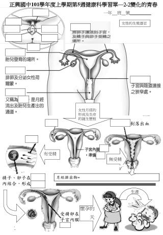 正興國中 101 學年度上學期第 5 週健康科學習單 — 2-2 變化的青春