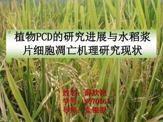 植物 PCD 的研究进展 与水稻浆片细胞凋亡机理研究现状